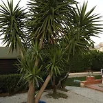 Matilde קאריני
