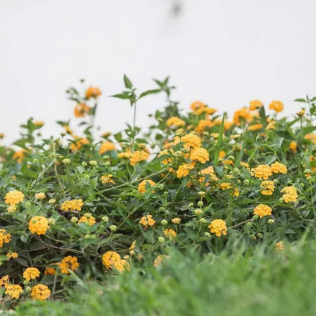 בית נופש Matilde קאריני