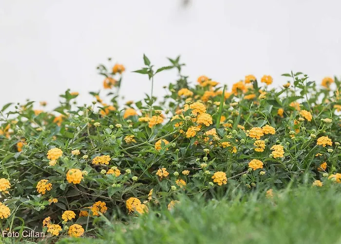 度假居 Matilde 卡里尼